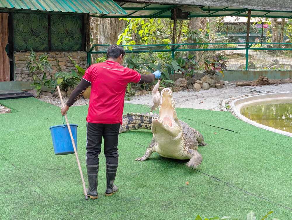 /langkawi/crocodile-adventureland3.JPG