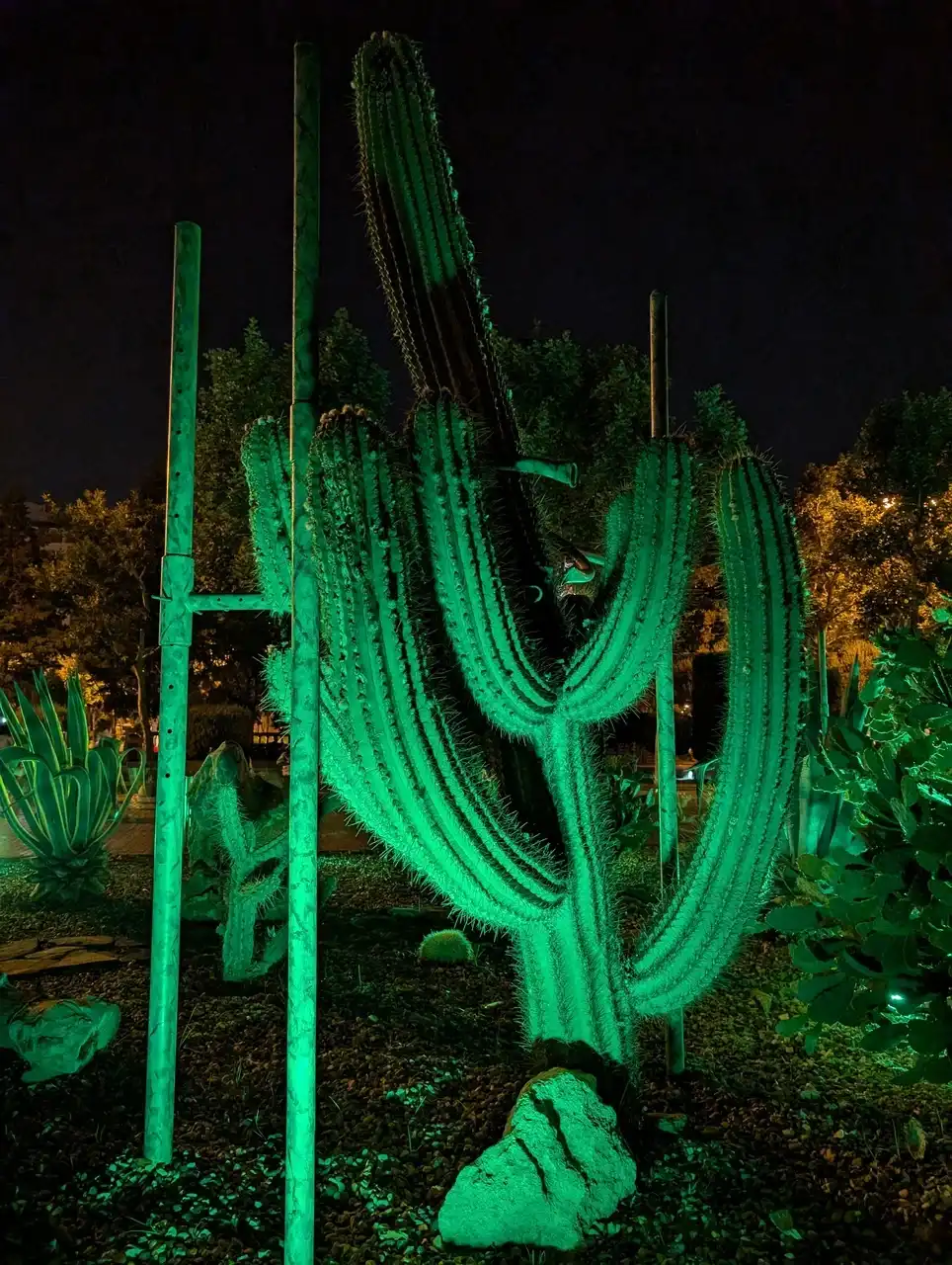 /baku/cactus-park2.jpg