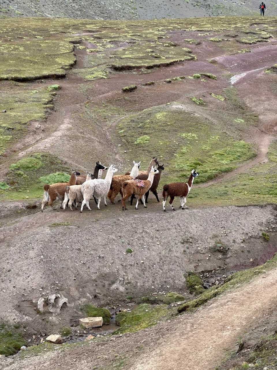 /cusco/rainbow-mountains6.jpeg