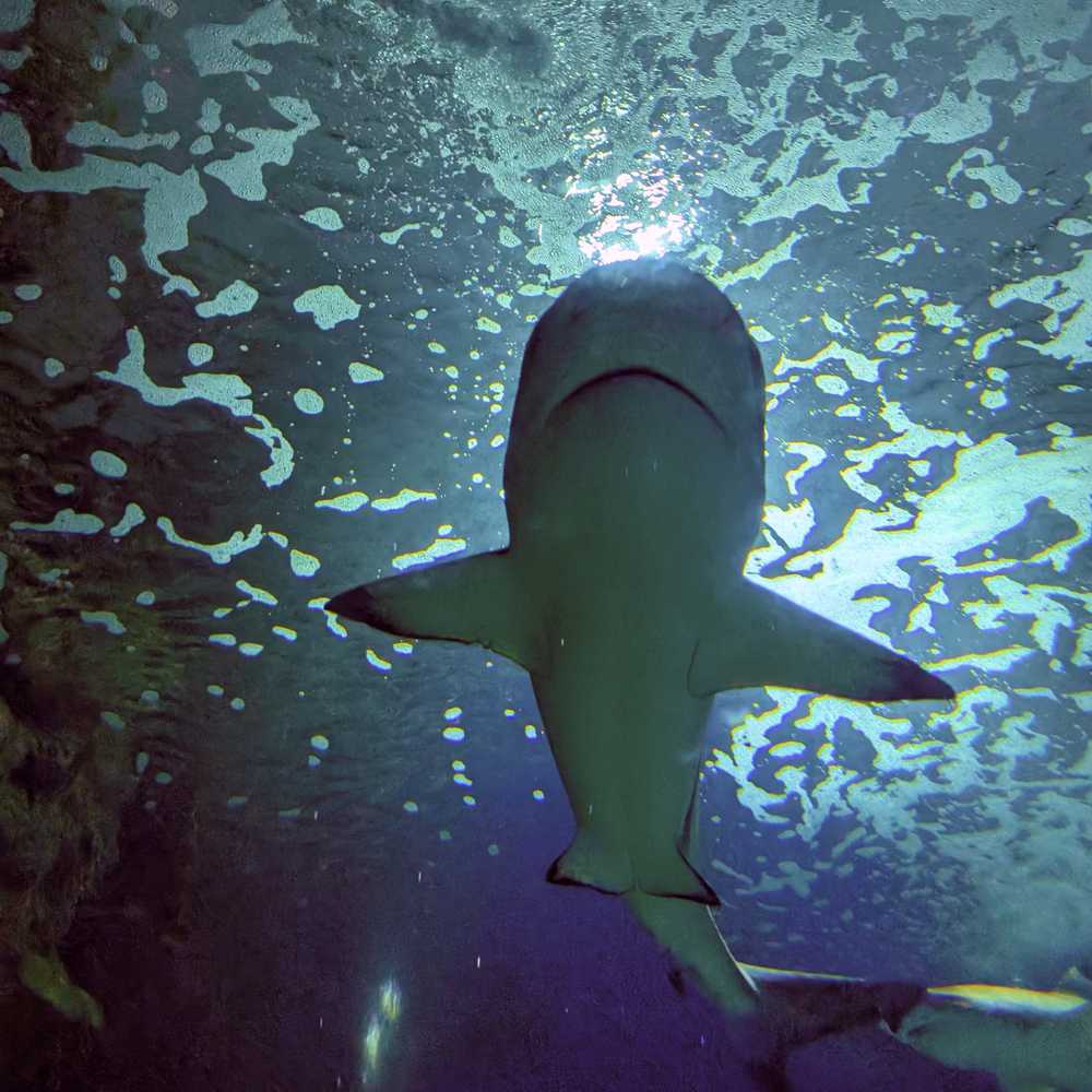 /jeddah/fakieh-aquarium3.jpg