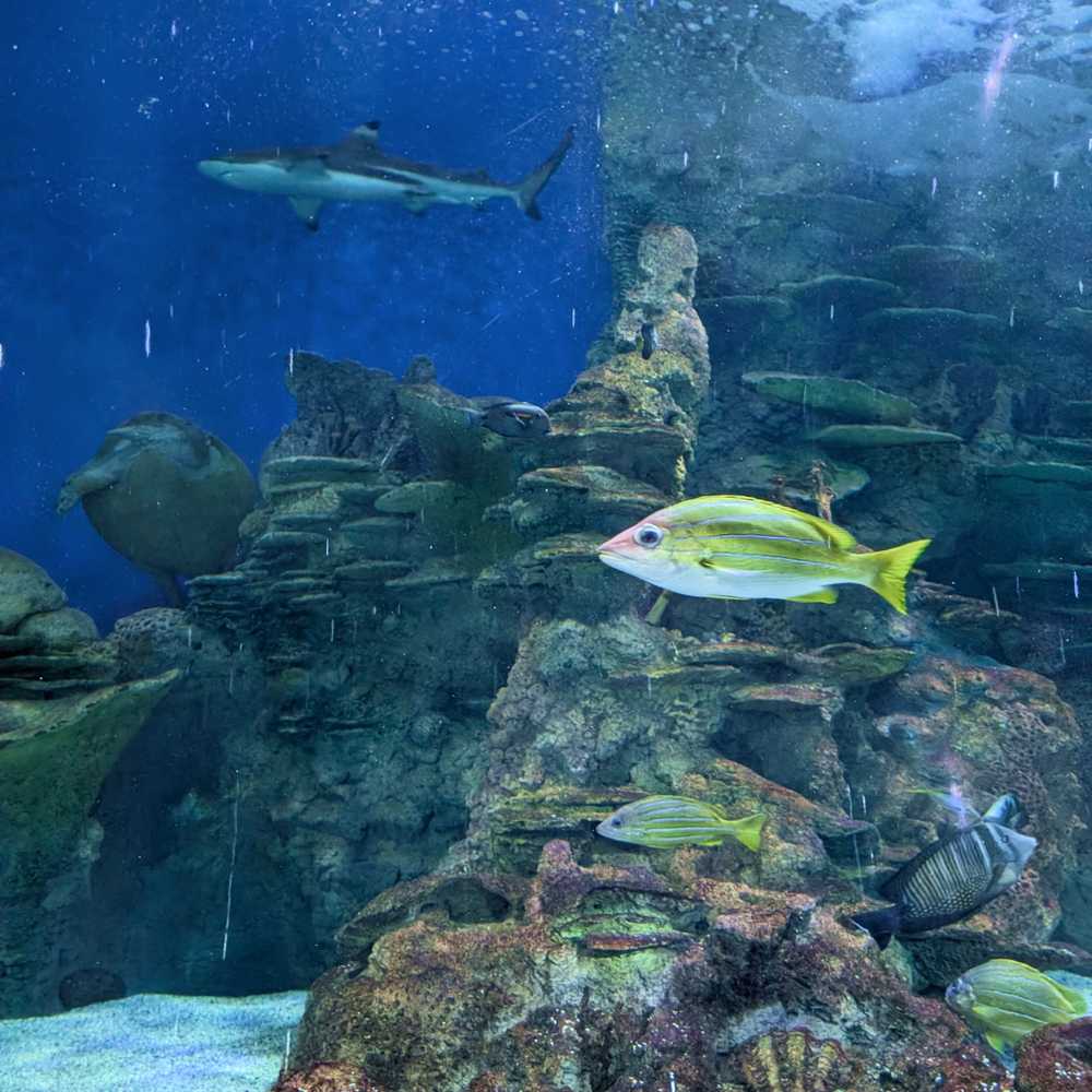 /jeddah/fakieh-aquarium4.jpg