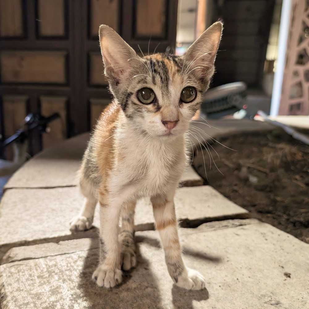 /jeddah/jeddah4.jpg