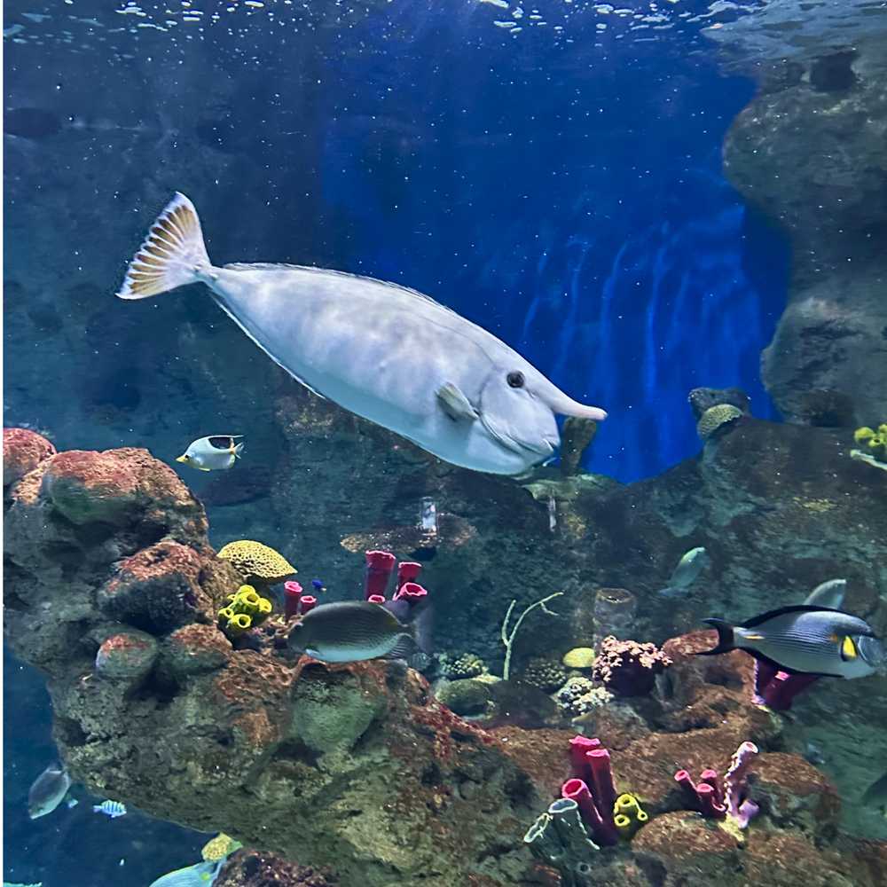 /jeddah/fakieh-aquarium2.jpg
