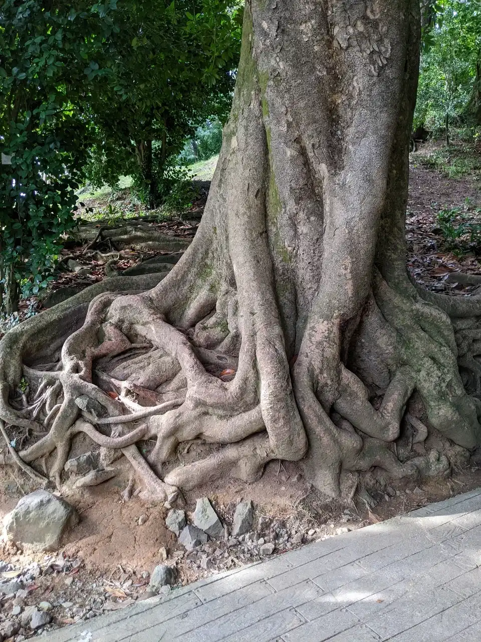 /batumi/botanical-garden2.jpg